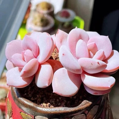 Echeveria creamtea macha mix - echeveria,