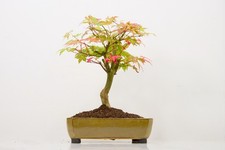 'Deshojo' Japanese Maple