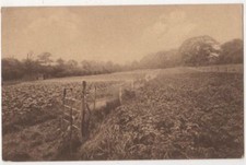 Weybridge Park College, Surrey Postcard B829