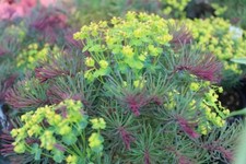 Euphorbia cyparissias Fens