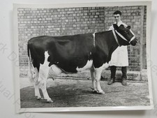 1969 Dairy Show Olympia