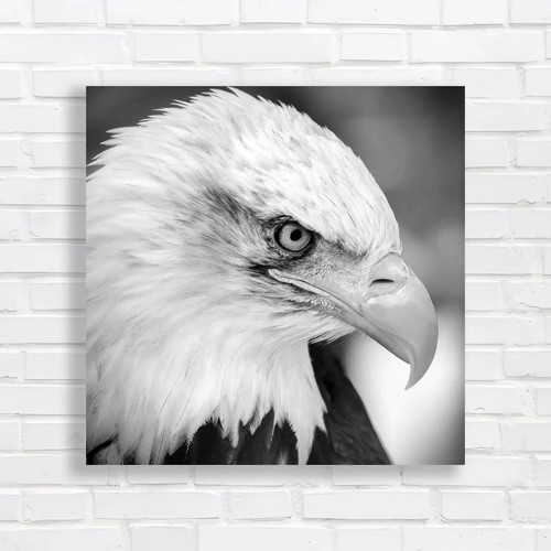 Bald eagle portrait closeup - bald,