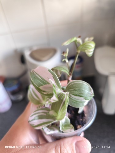 Plants tradescantia nanouk - tradescantia,