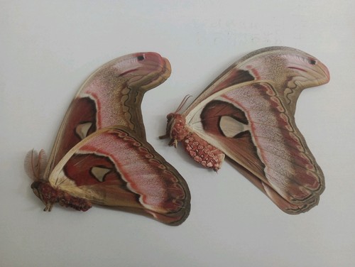 Attacus lorquinii pair - ,