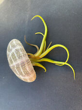 6x Sea Urchin Shells,  Air Plant, Conch Aquarium Bonsai Beach Decoration.