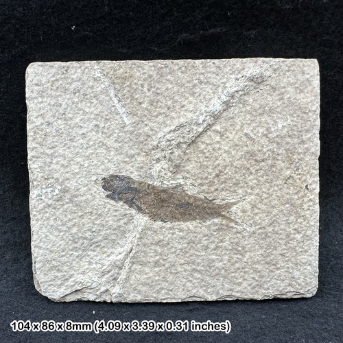 Knightia alta fossil fish - knightia,