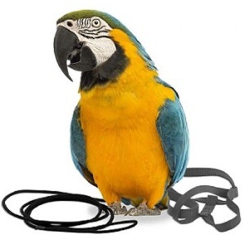 The aviator parrot - aviator,