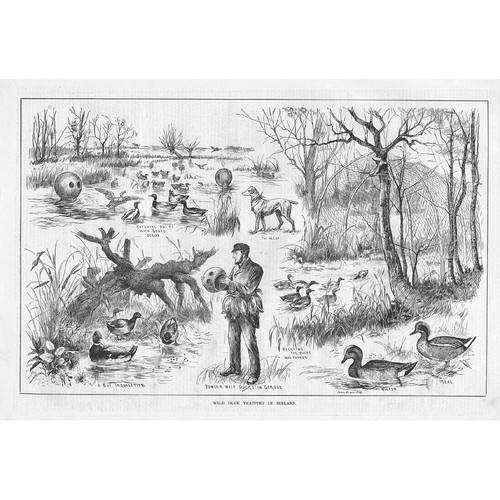 Wild duck trapping ireland - duck,