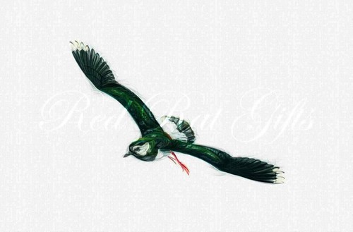 Drawing lapwing inflight - a4,
