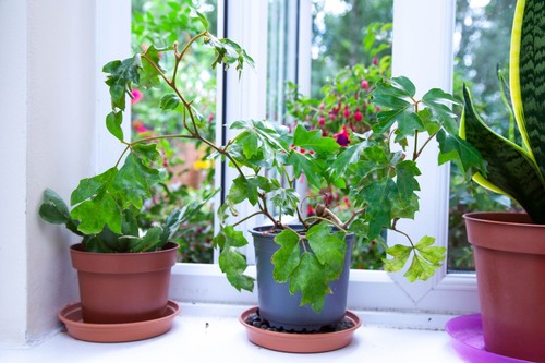 Grape ivy cissus - ivy,