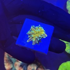 ULTRA ORANGE TIGER TORCH GLABRESCENSE EUPHYLLIA CORAL LPS EASY TO KEEP RARE