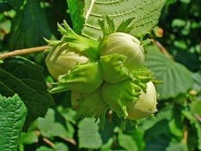 Hazel 'Nottingham Cobnut' cob