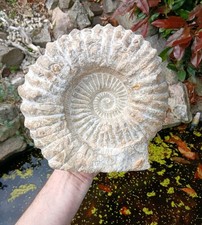 X Large Fossil Ammonite 6.8kg