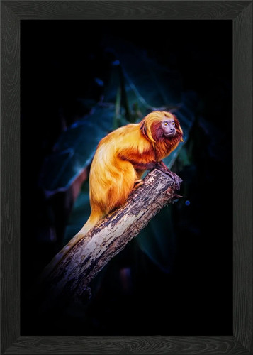 Godlen lion tamarin framed - lion,