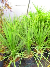 3ft  (inc. pot)  Torbay Palm