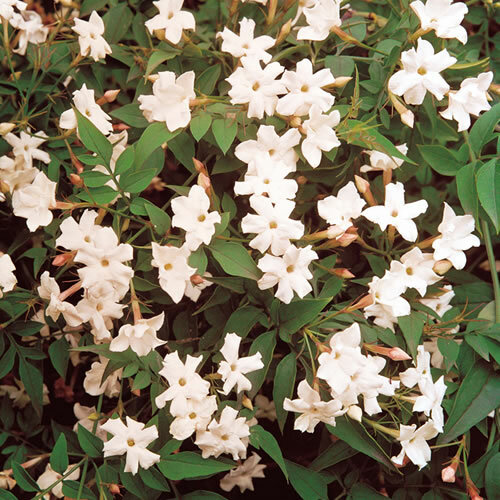 Jasminum officinale - x,