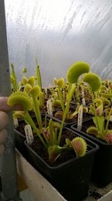 Carnivorous Plant - Venus Fly Trap -  'South West Giant' x Sawtooth, small/med.