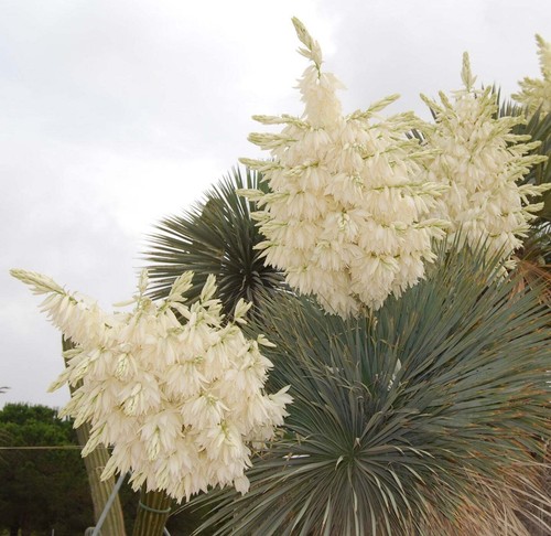 Yucca rostrata 10cm - rostrata,