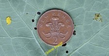 Photo 6x4 Cabbage White