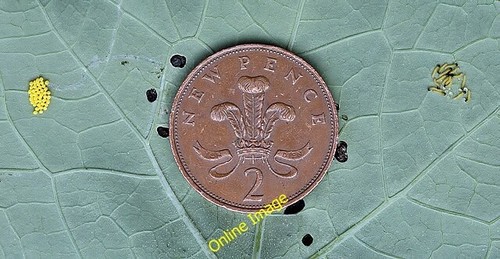 Photo 6x4 cabbage white - 6x4,