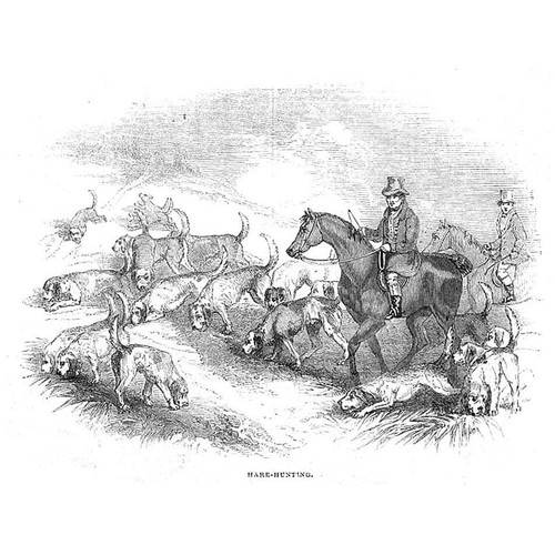 Hare hunting with dogs - dogs,