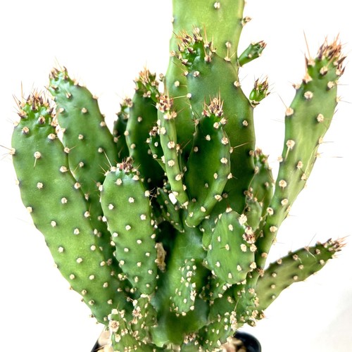 Opuntia tuna prickly pear nice - opuntia,