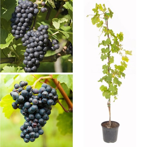 Black grape muscat - black,