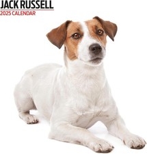 Jack Russell 2025 Modern