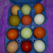 Very fresh h@tchng eggs pack