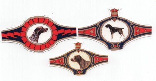 German shorthaired pointer - german,