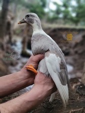 24 Hatching CALL