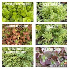 30x Sedum Succulents Assorted Cuttings Outdoor Hardy Groundcover Fairy garden