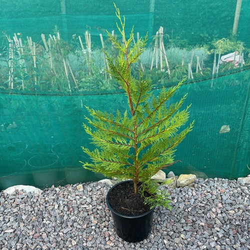 Large 80cm cupressus - 80cm,