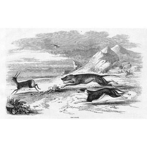 Antelope hunting india the - hunting,