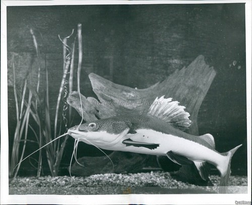 1957 red tail catfish - tail,