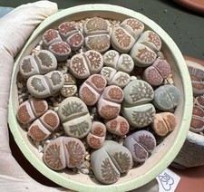 Lithops Kosogvoku Giyoku