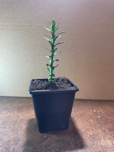 Monkey puzzle seedling - monkey,