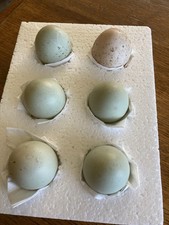 6 X Call Duck Eggs
