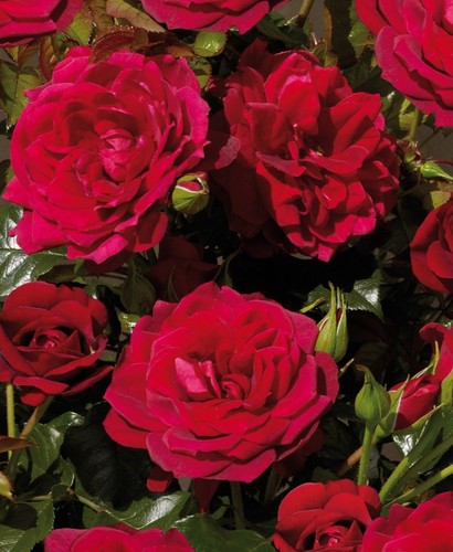 Rose isla poulsen bare - isla,