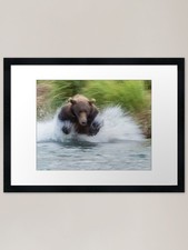 Look out salmon - salmon!, framed