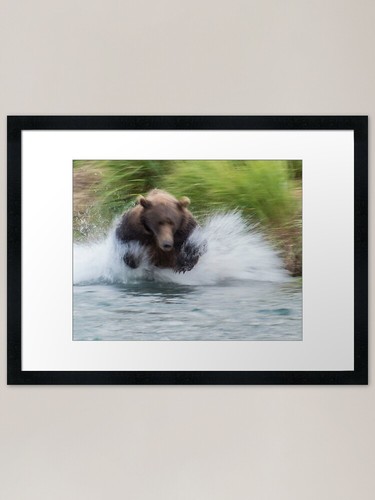 Look out salmon framed art - look,