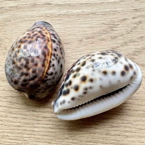 Vintage cowrie shell cypraea - vintage,