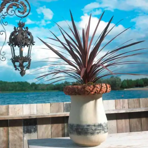 Cordyline red star pot - star,