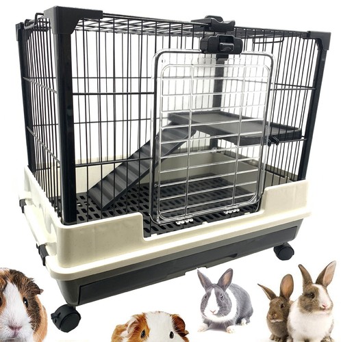 Tiers indoor guinea pig - indoor,
