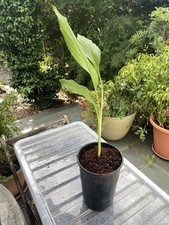 Curcuma / turmeric live plant in 18 cm pots