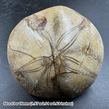 Pygurus fossil sea urchin from