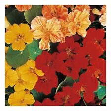 40 NASTURTIUM TROPAEOLUM MINUS WHIRLYBIRD MIX SEEDS - MIXED COLOUR FLOWERS