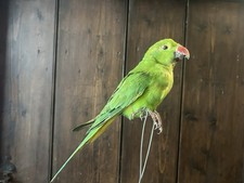 Taxidermy Ringneck