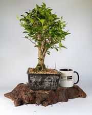 Old Shohin Privet Bonsai Tree