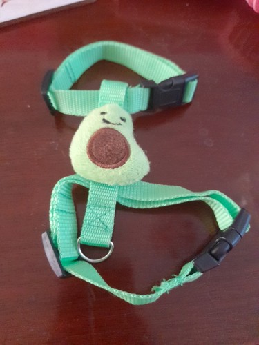 Guinea pig rabbit harness and - pig,